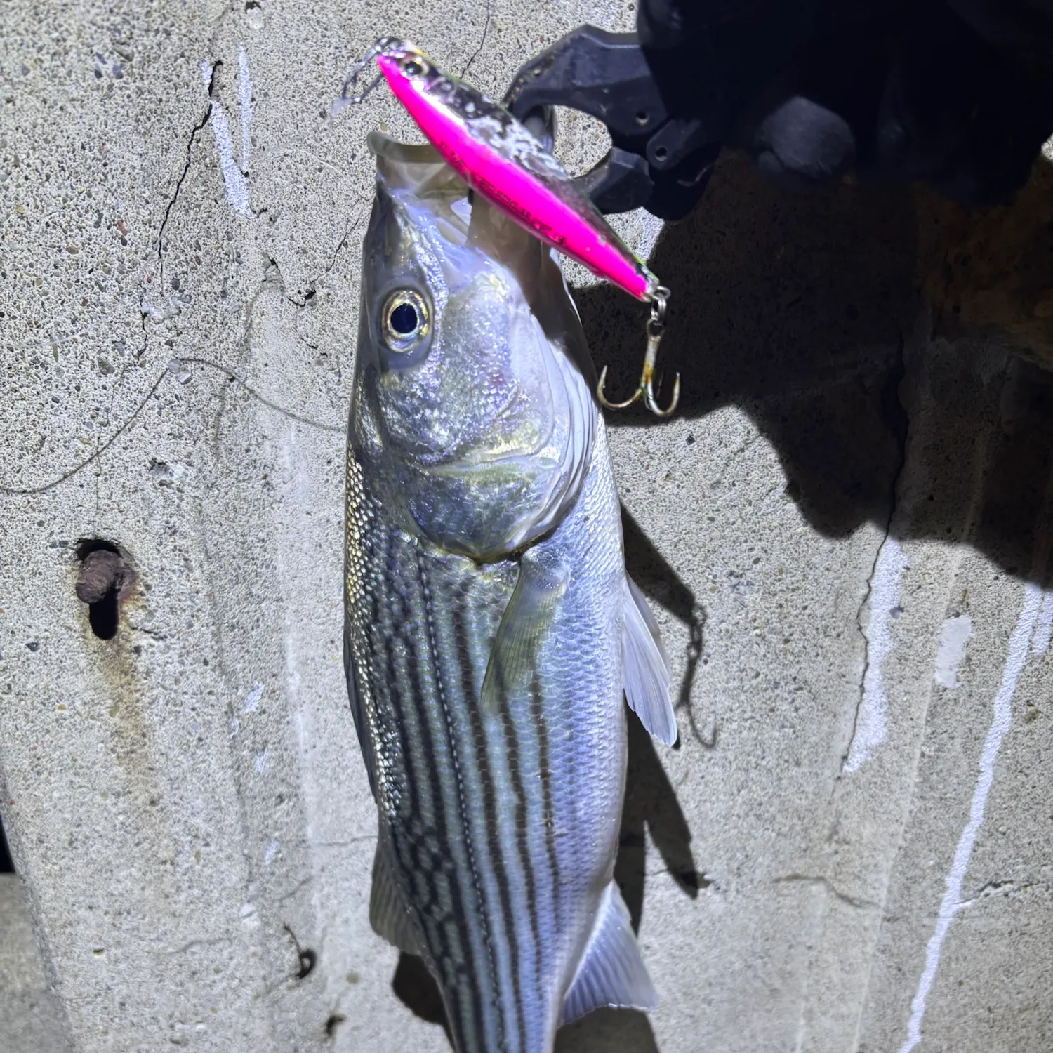 Striped bass caught on Fishbrain