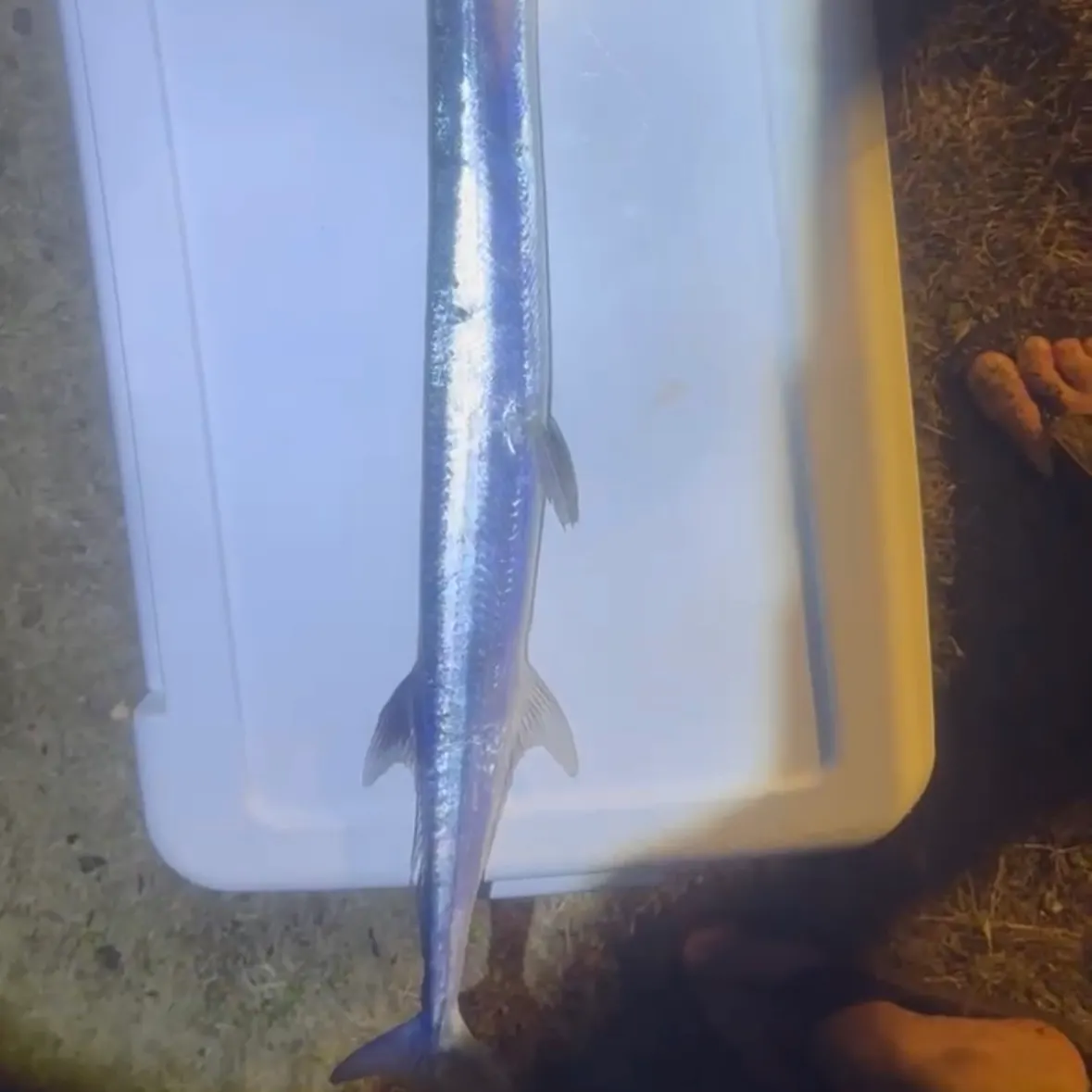The most recent Hound needlefish catches on Fishbrain