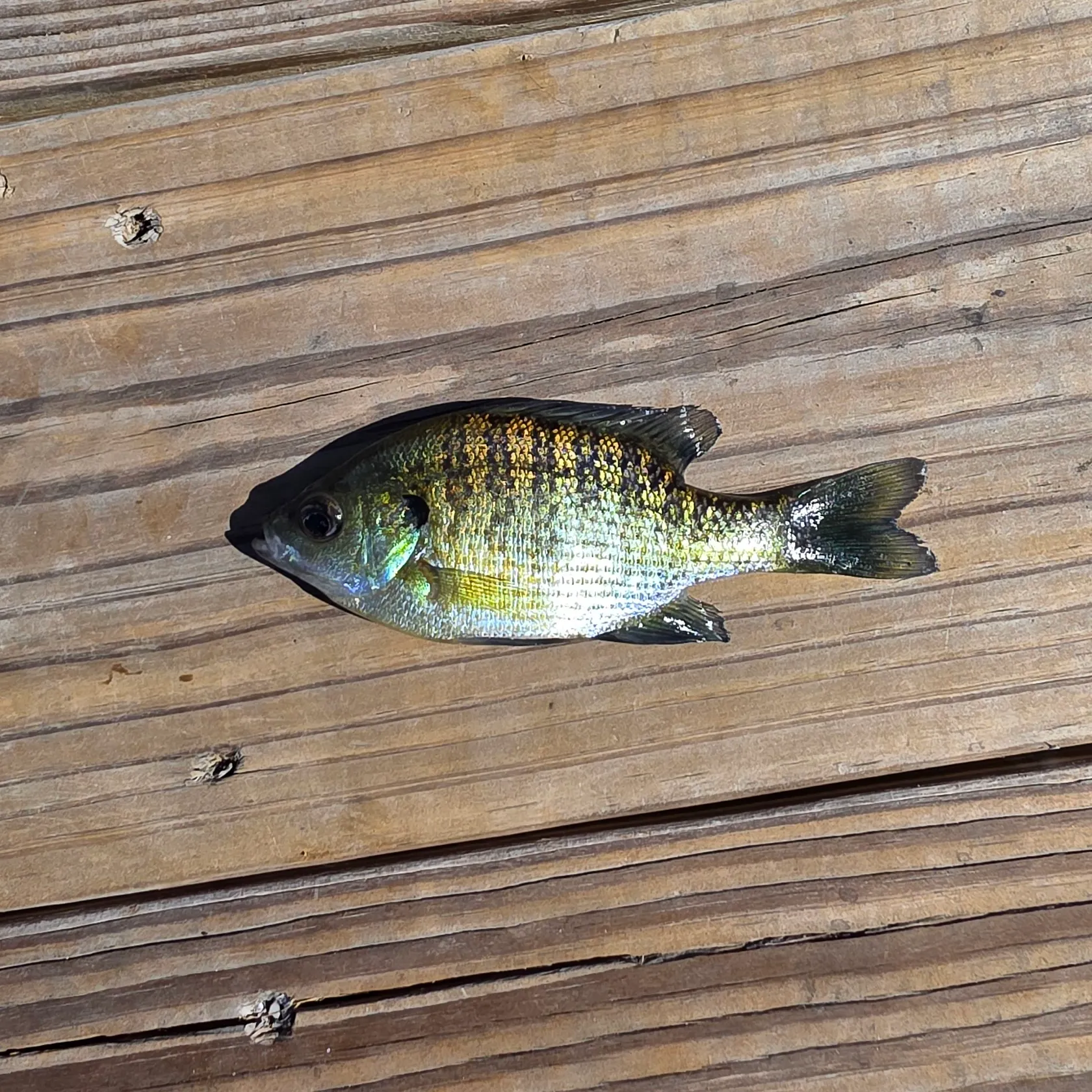 Bluegill caught on Fishbrain