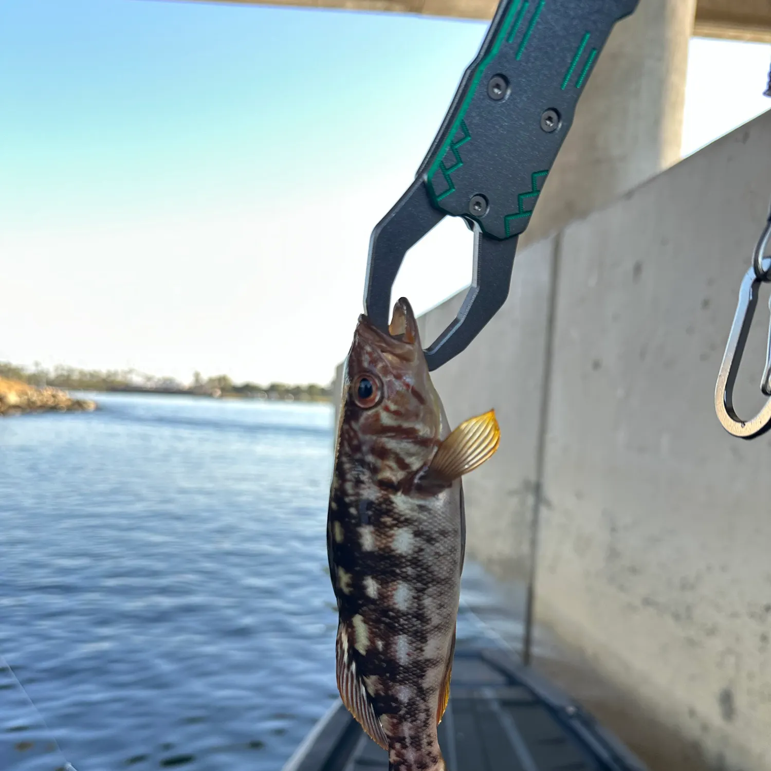 Kelp bass caught on Fishbrain