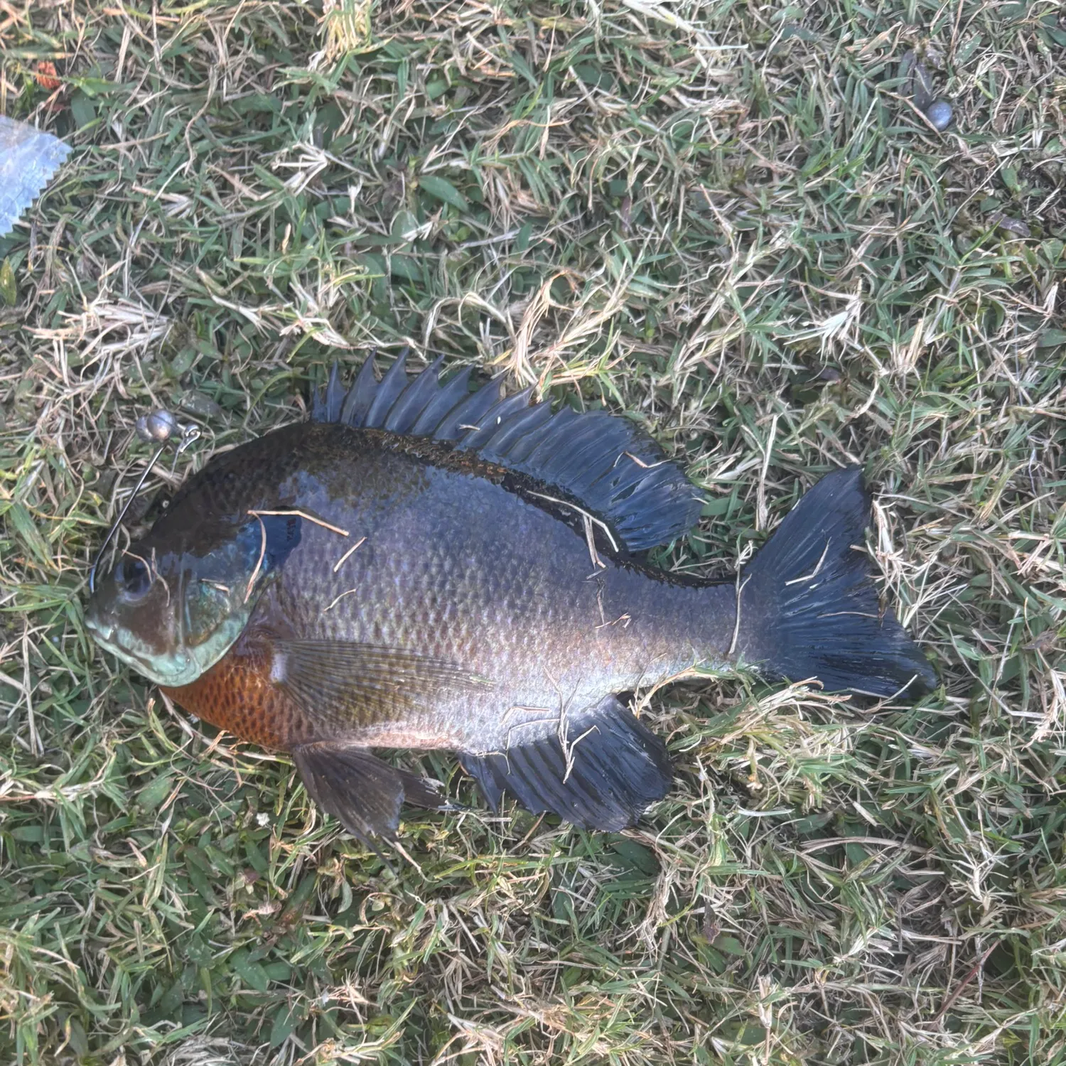 Bluegill caught on Fishbrain