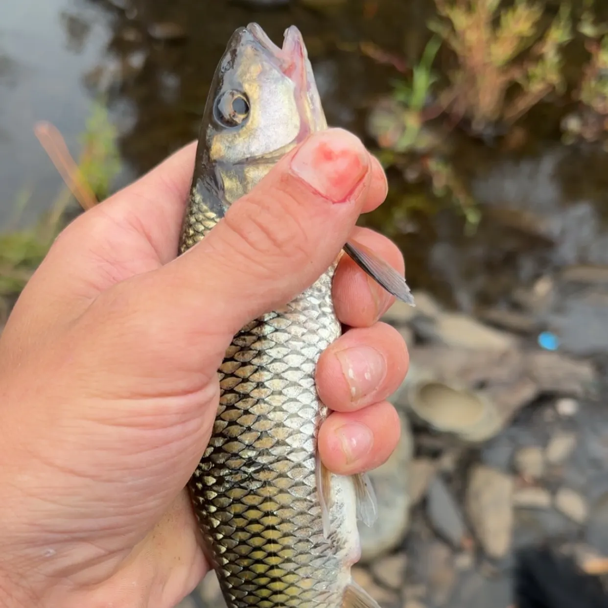 Fallfish caught on Fishbrain