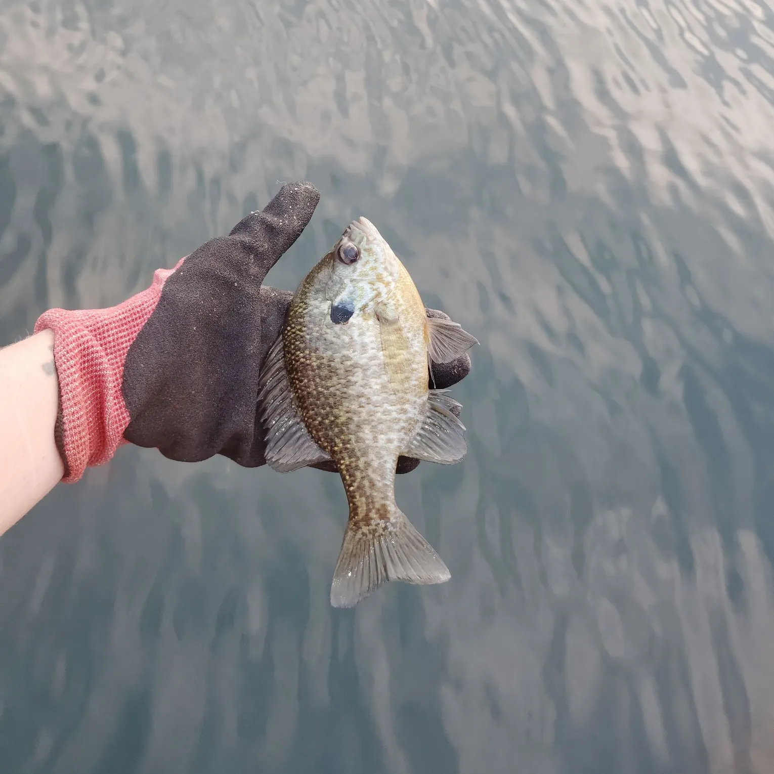 Bluegill caught on Fishbrain