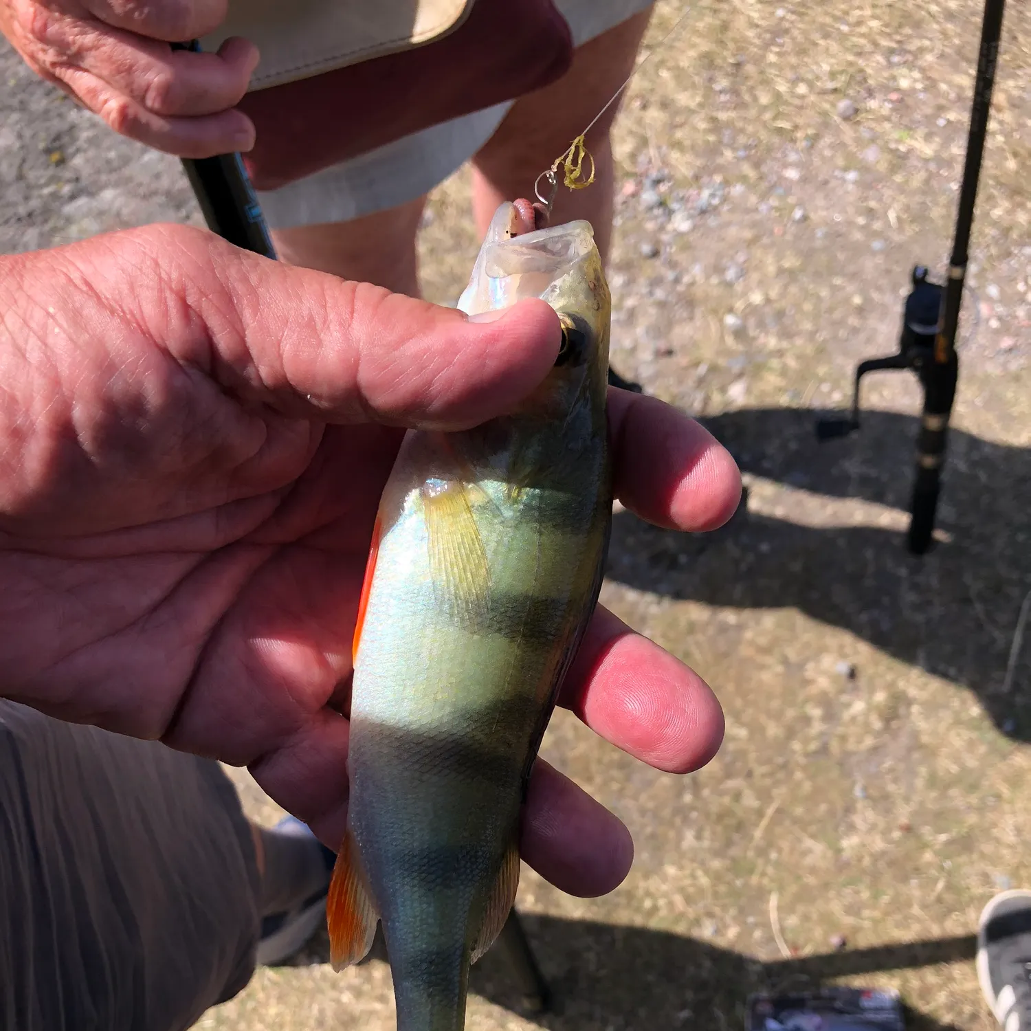 The most recent European perch catches on Fishbrain