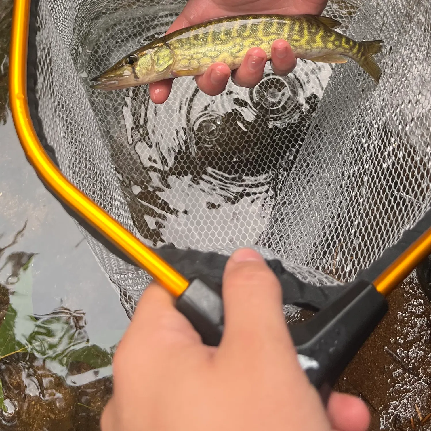 Chain pickerel caught on Fishbrain