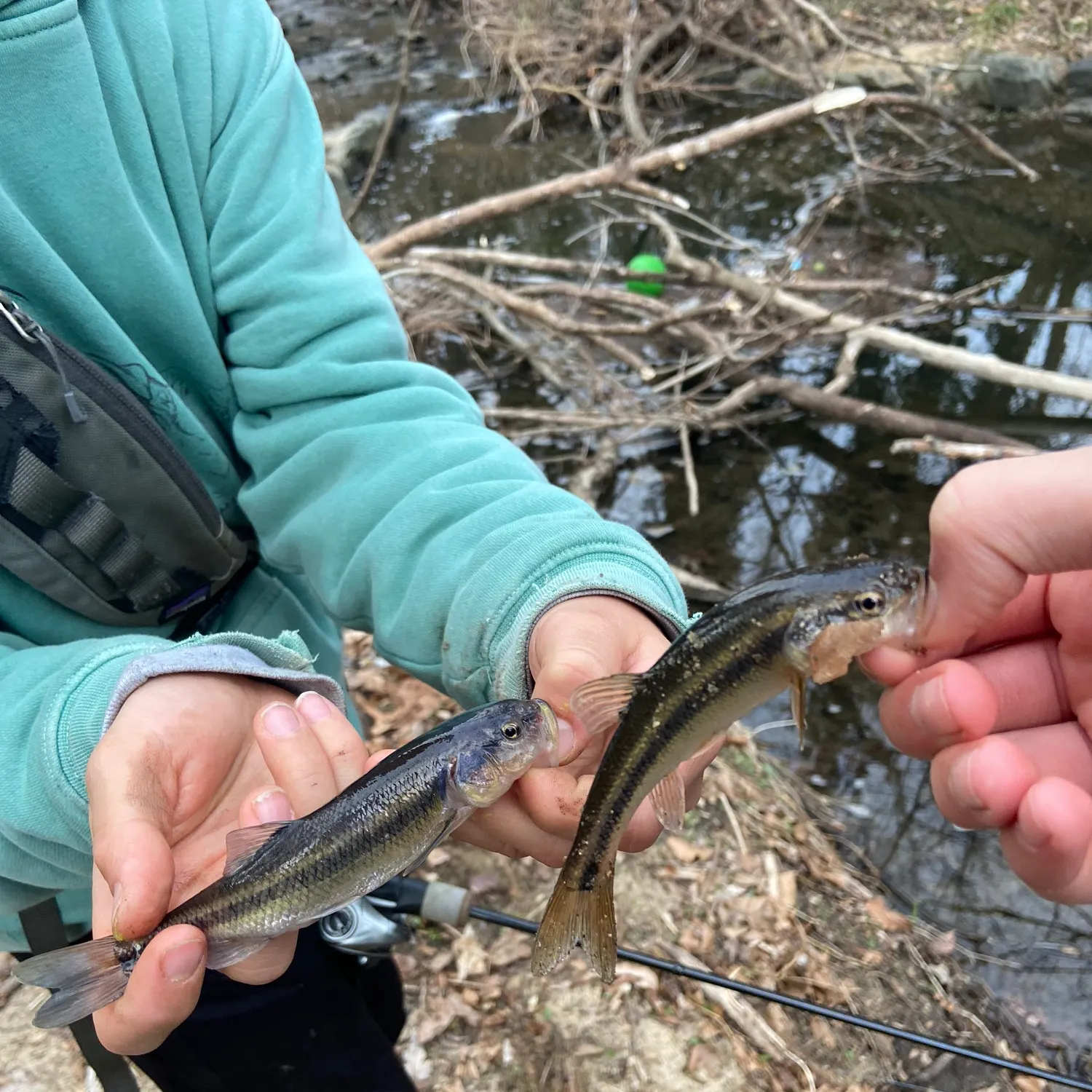The most recent Creek chub catches on Fishbrain