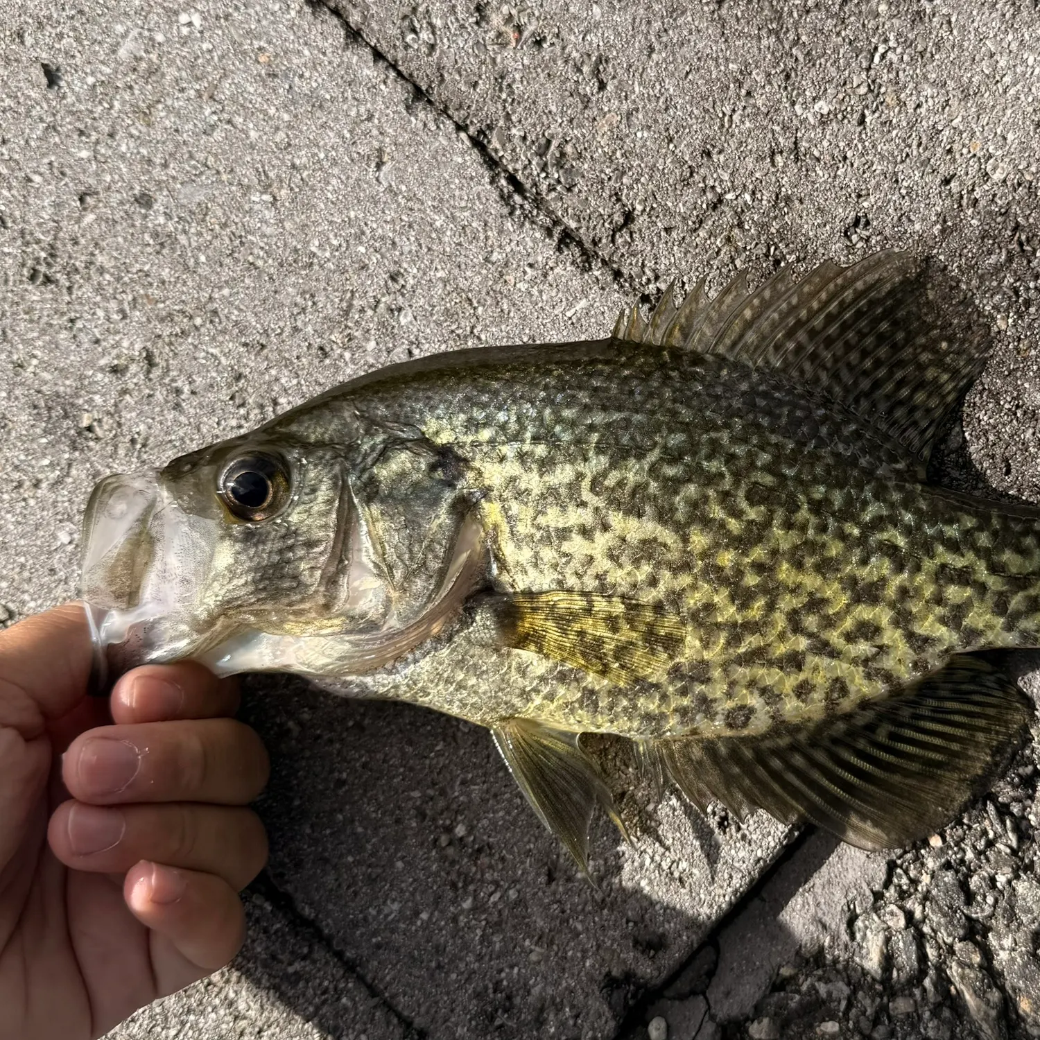 Black crappie caught on Fishbrain