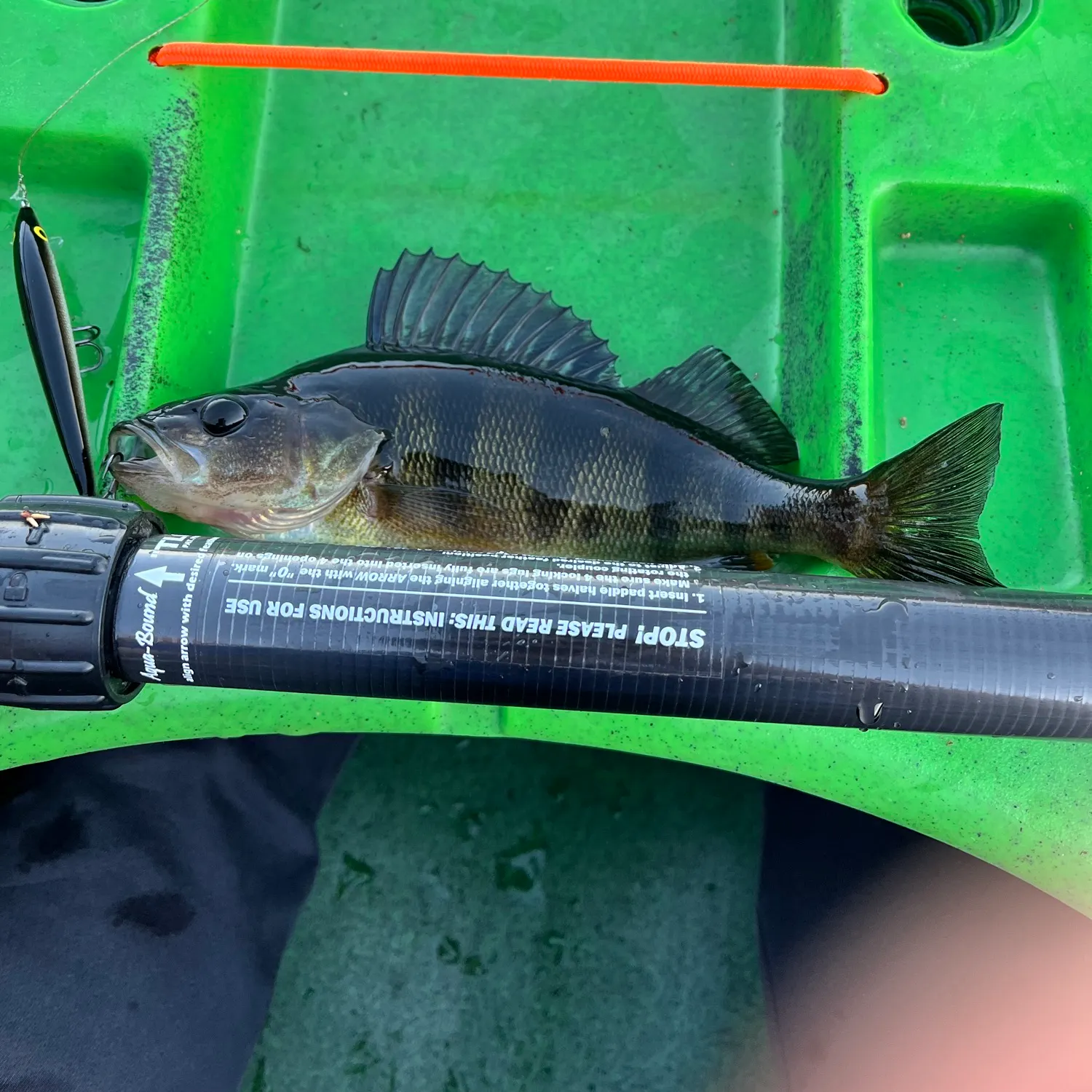 Yellow perch caught on Fishbrain