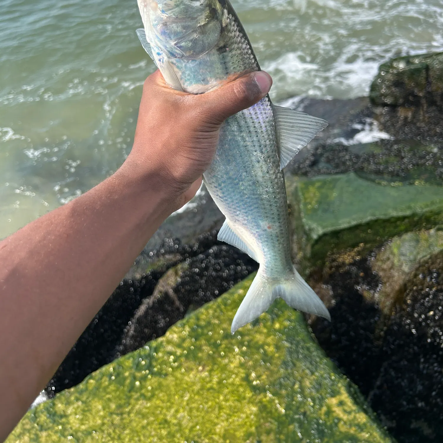 The most recent Hickory shad catches on Fishbrain