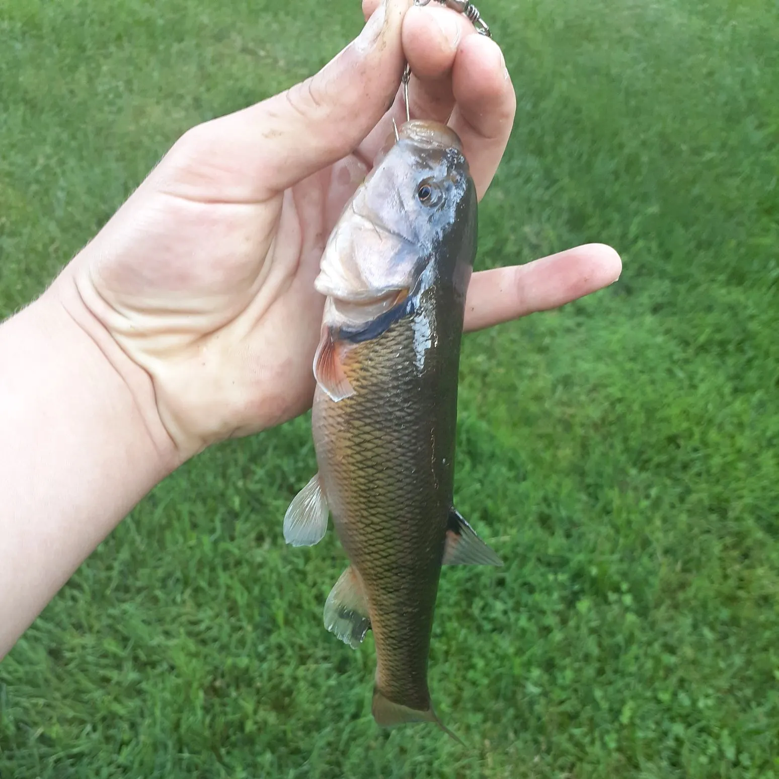 The most recent Hornyhead chub catches on Fishbrain