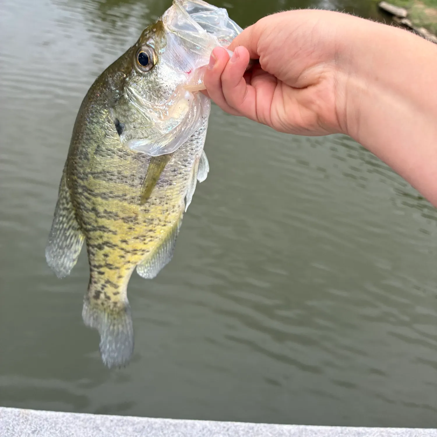 White crappie caught on Fishbrain