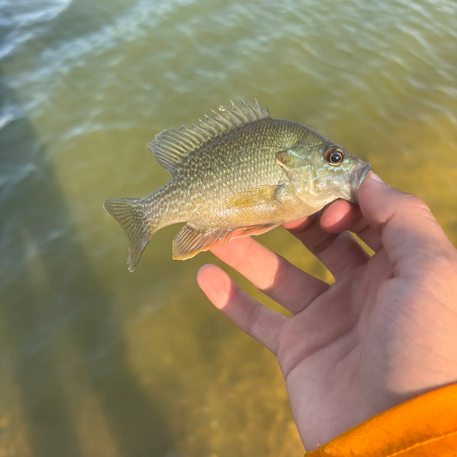 The most recent Longear x green sunfish catches on Fishbrain