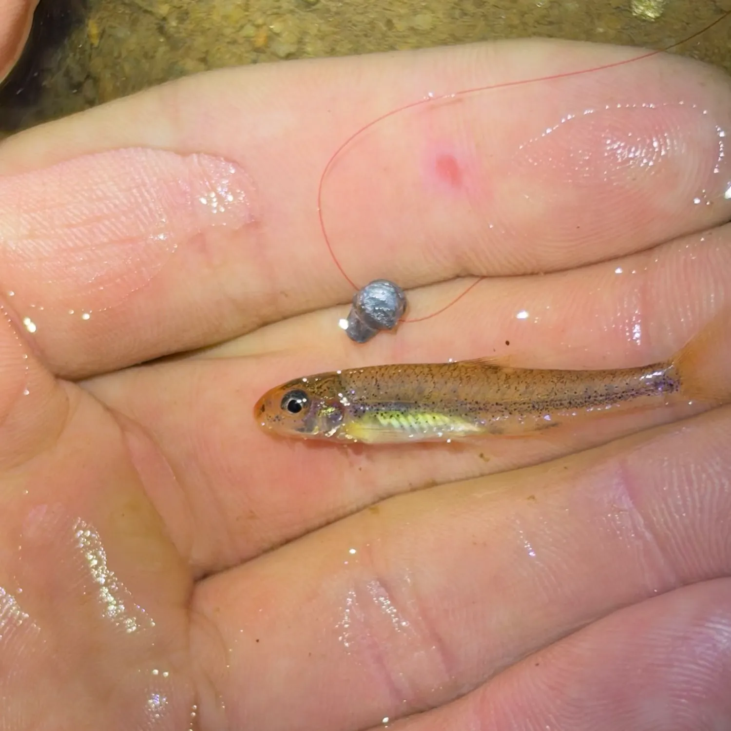 Sandhills chub caught on Fishbrain