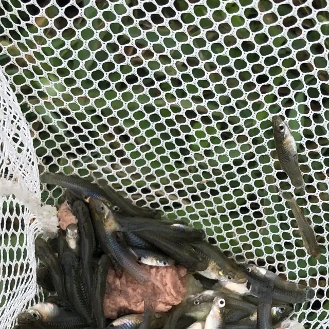 The most recent Eastern mosquitofish catches on Fishbrain