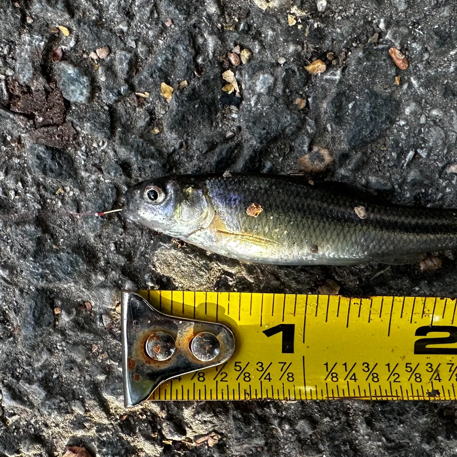 The most recent Fathead minnow catches on Fishbrain