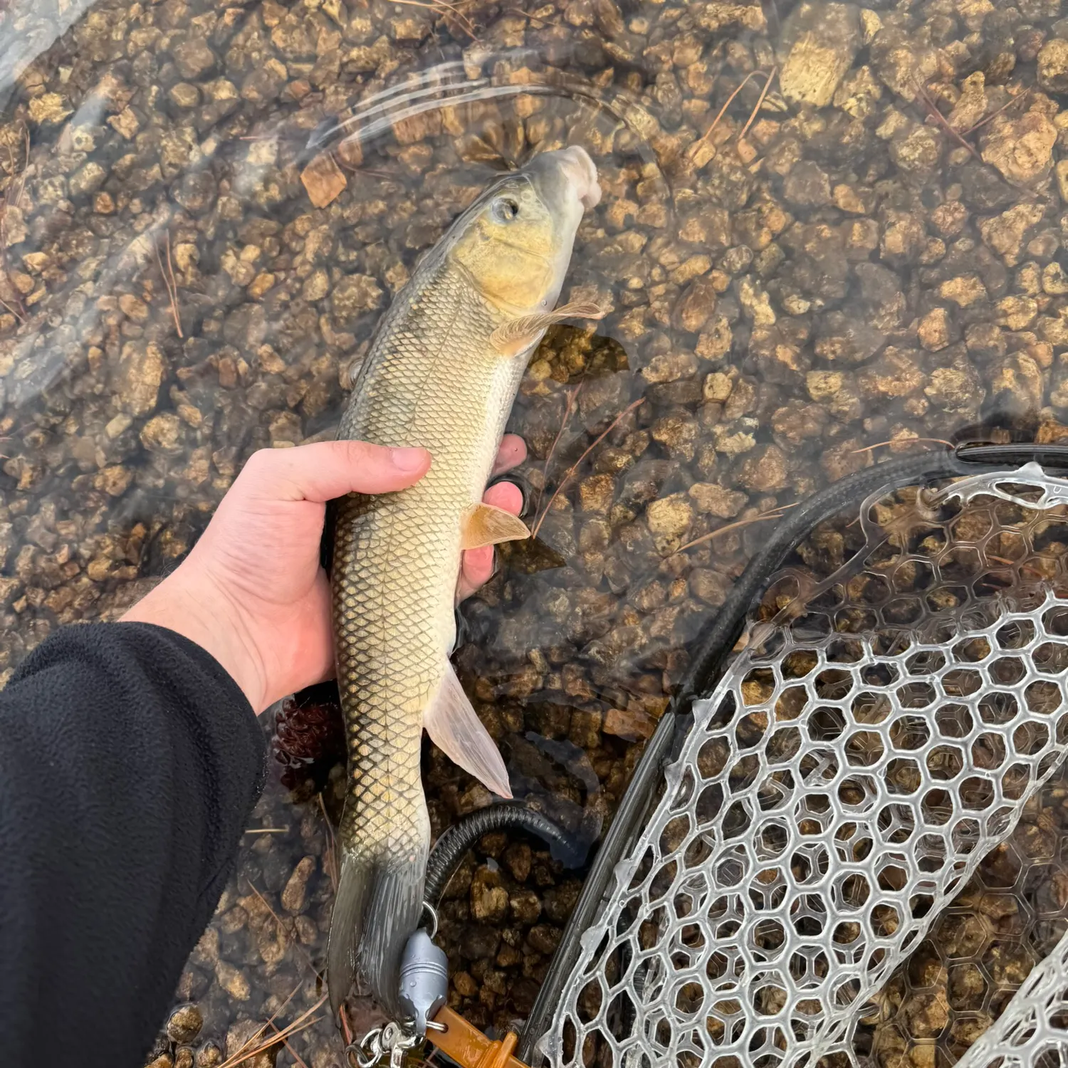 White sucker caught on Fishbrain