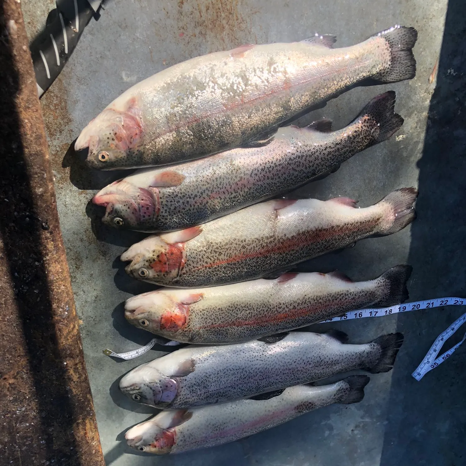 recently logged catches
