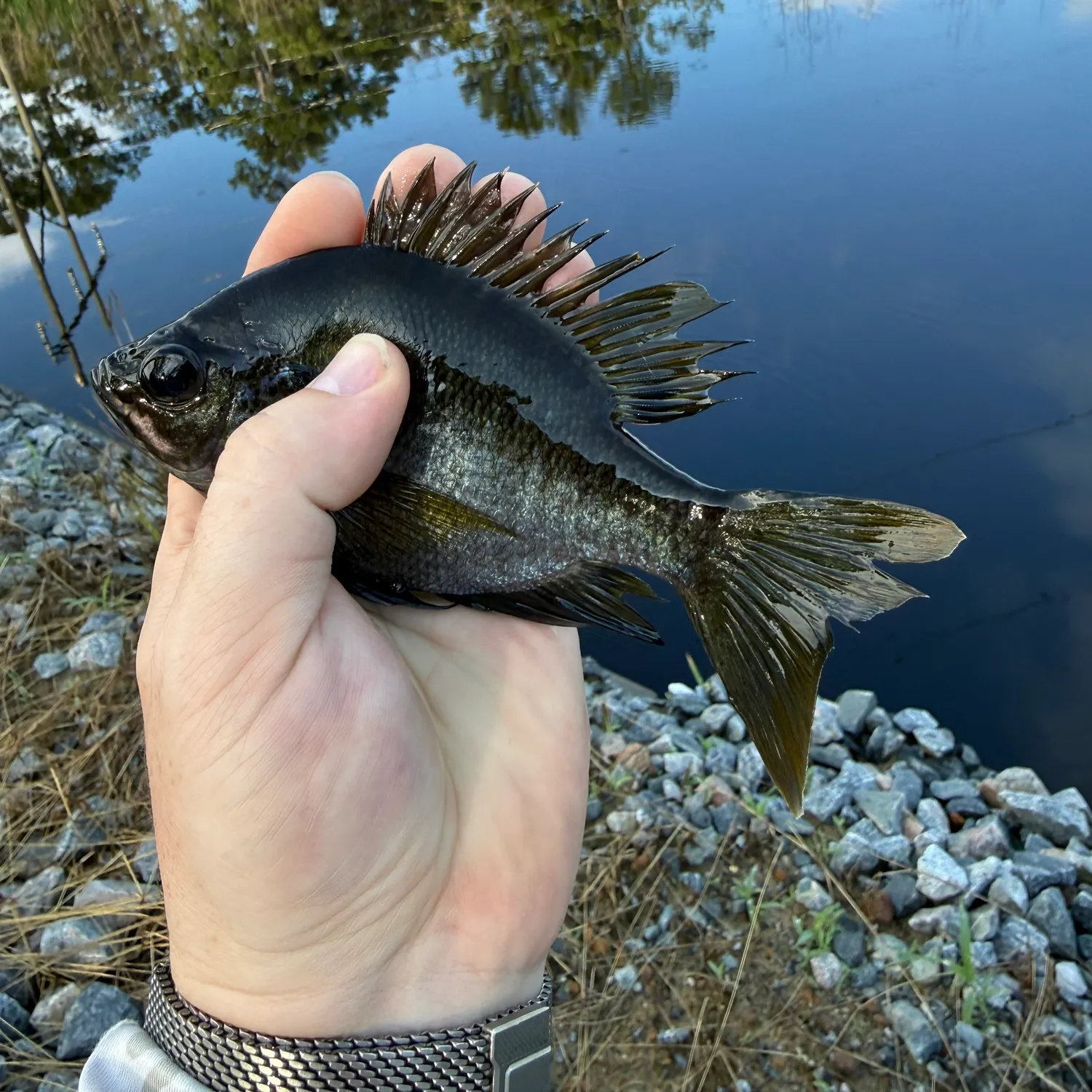 Bluegill caught on Fishbrain