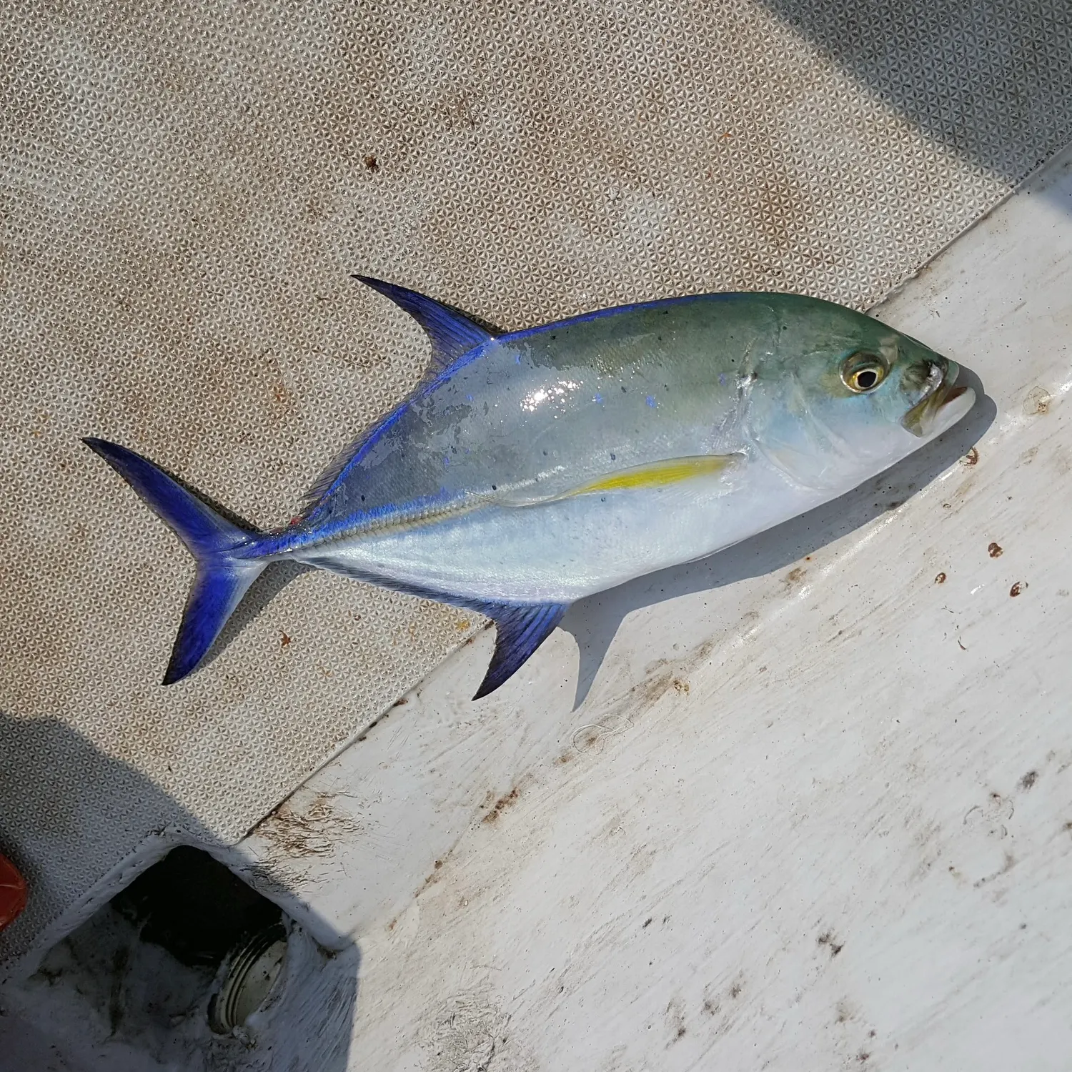 Bluefin trevally caught on Fishbrain