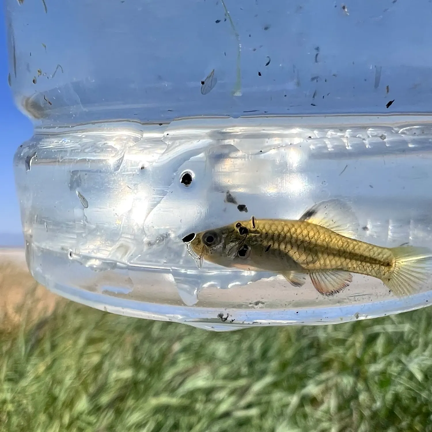 The most recent Rainwater killifish catches on Fishbrain
