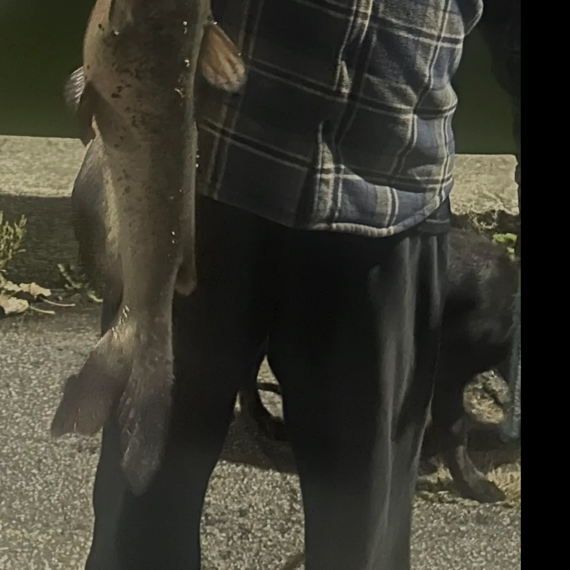 Blue catfish caught on Fishbrain