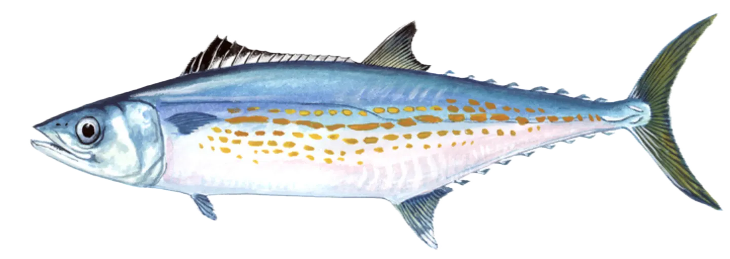 Cero mackerel