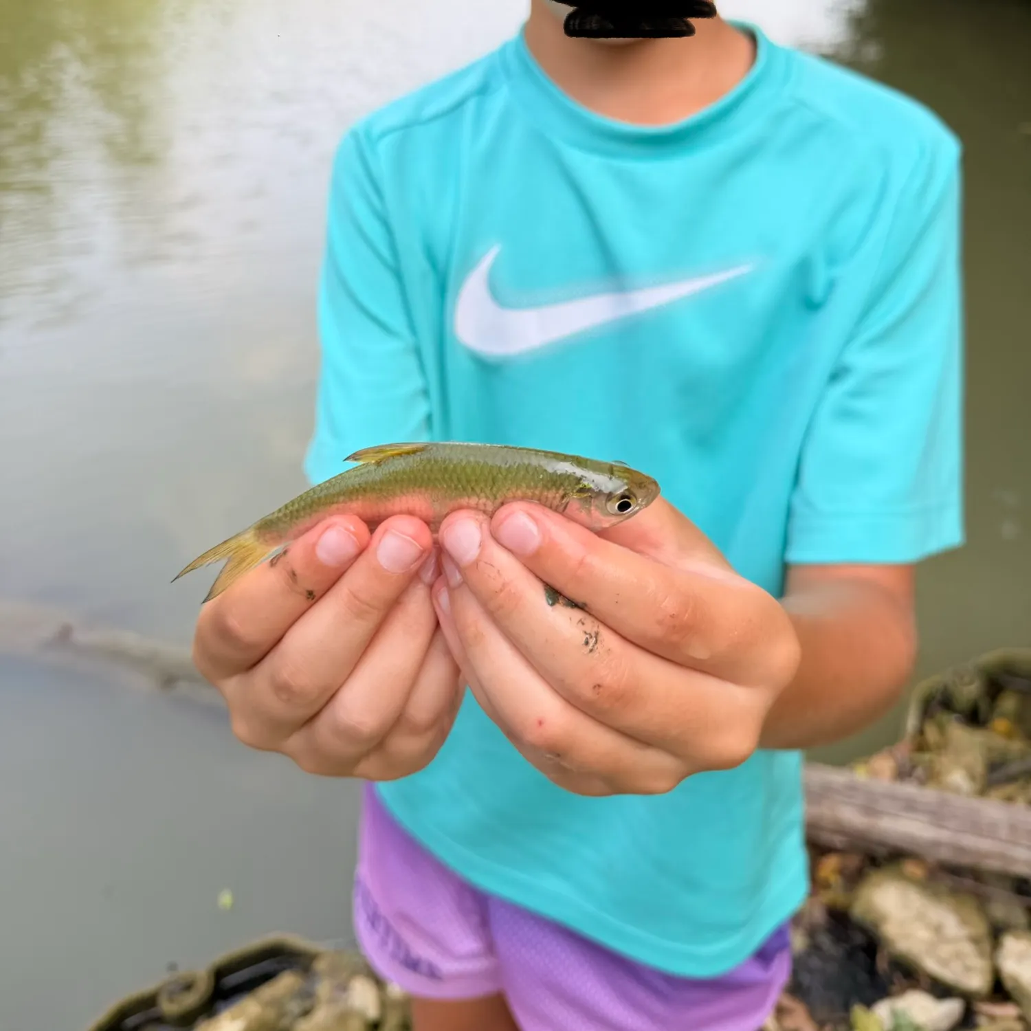 Common rudd caught on Fishbrain