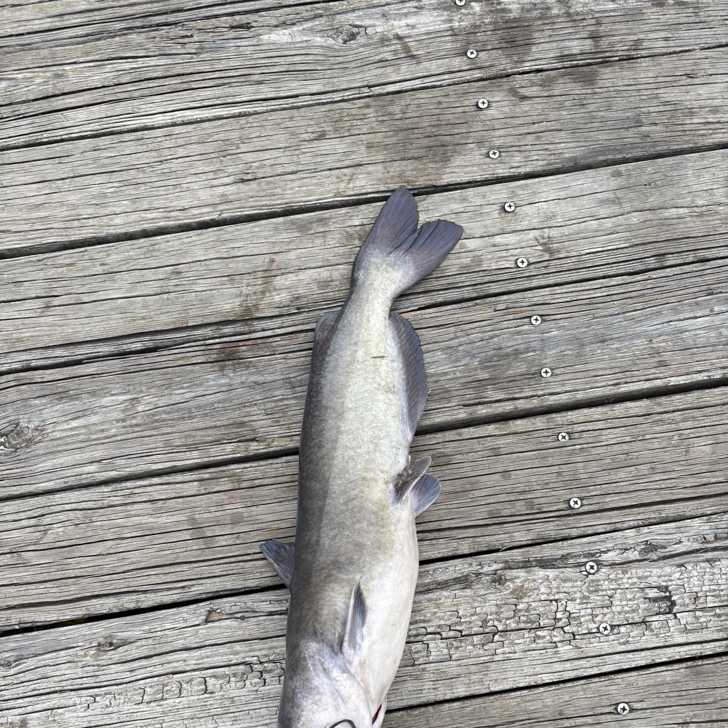 Channel catfish caught on Fishbrain