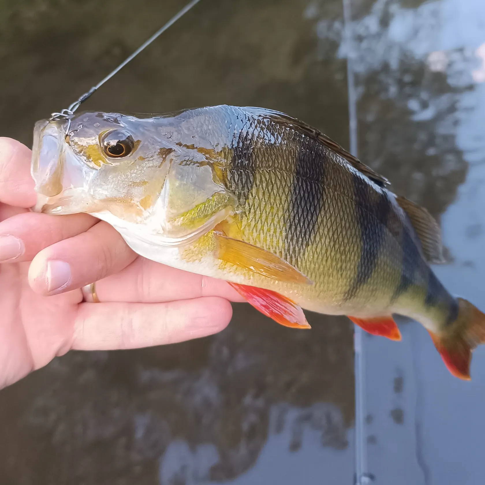 European perch caught on Fishbrain