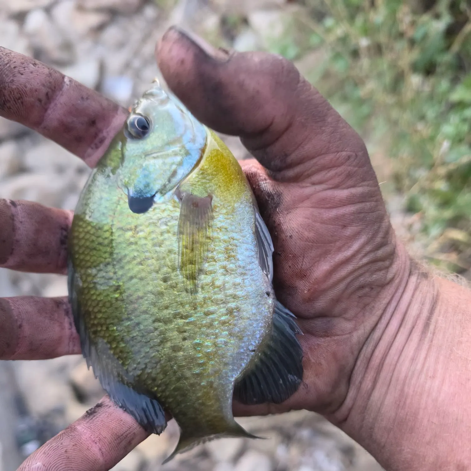 Bluegill caught on Fishbrain