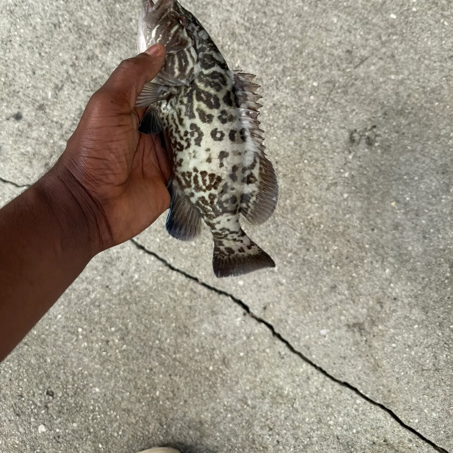 Black grouper caught on Fishbrain