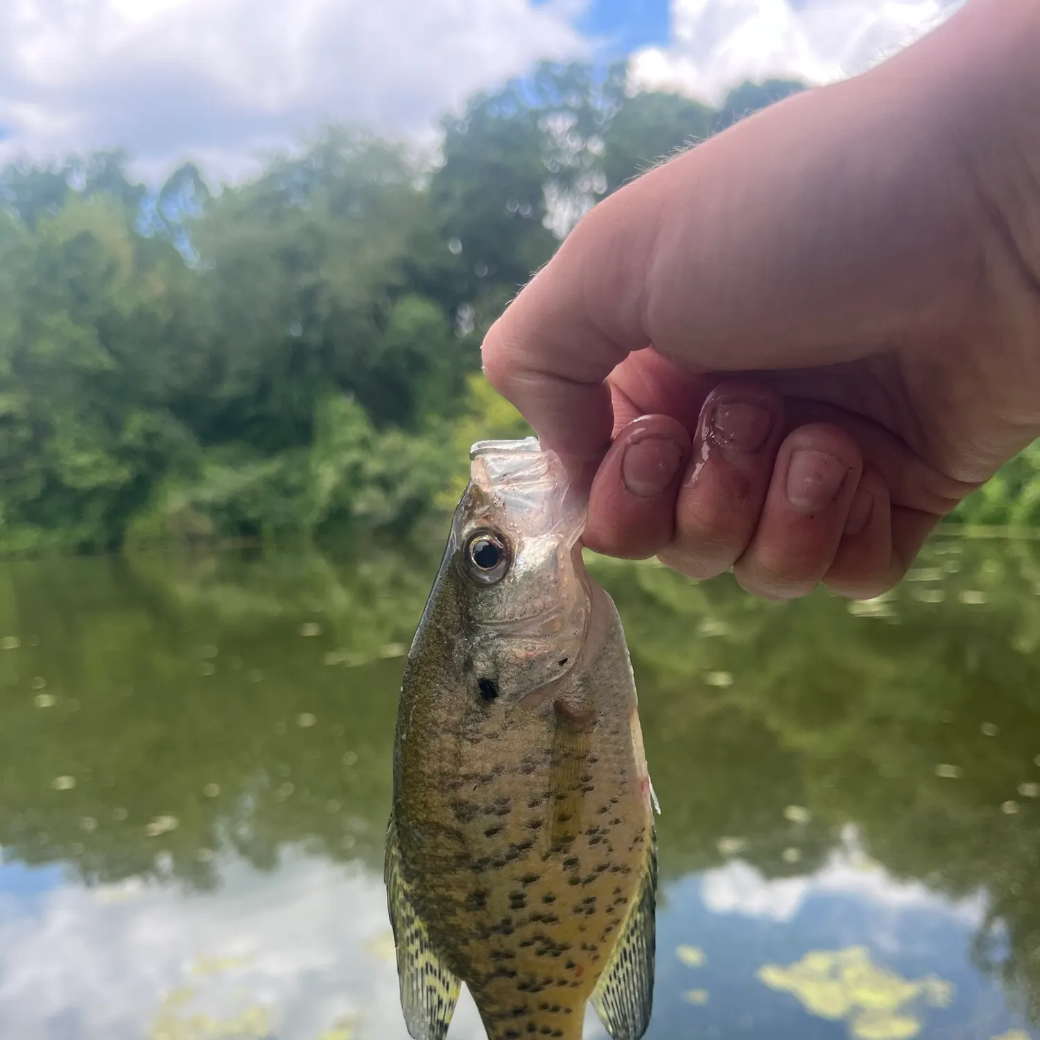 The most recent White crappie catches on Fishbrain
