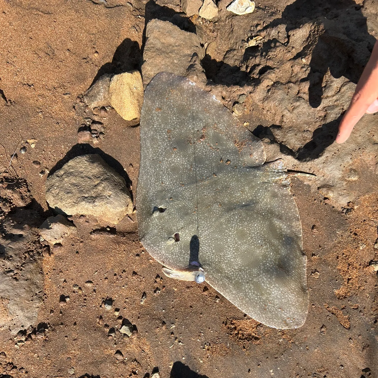 The most recent California butterfly ray catches on Fishbrain