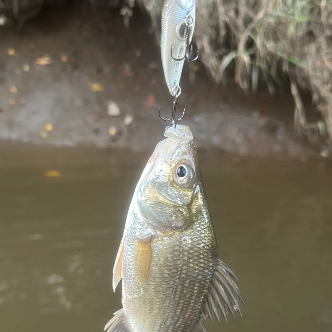 White perch caught on Fishbrain