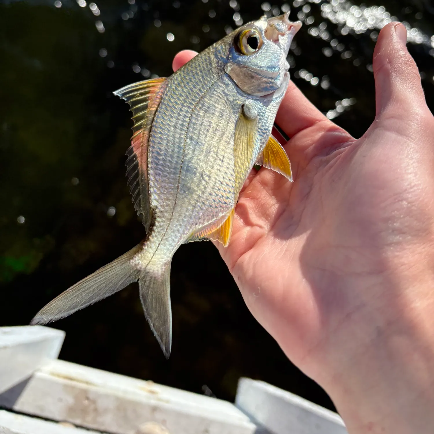 The most recent Striped mojarra catches on Fishbrain