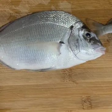 Scup caught on Fishbrain