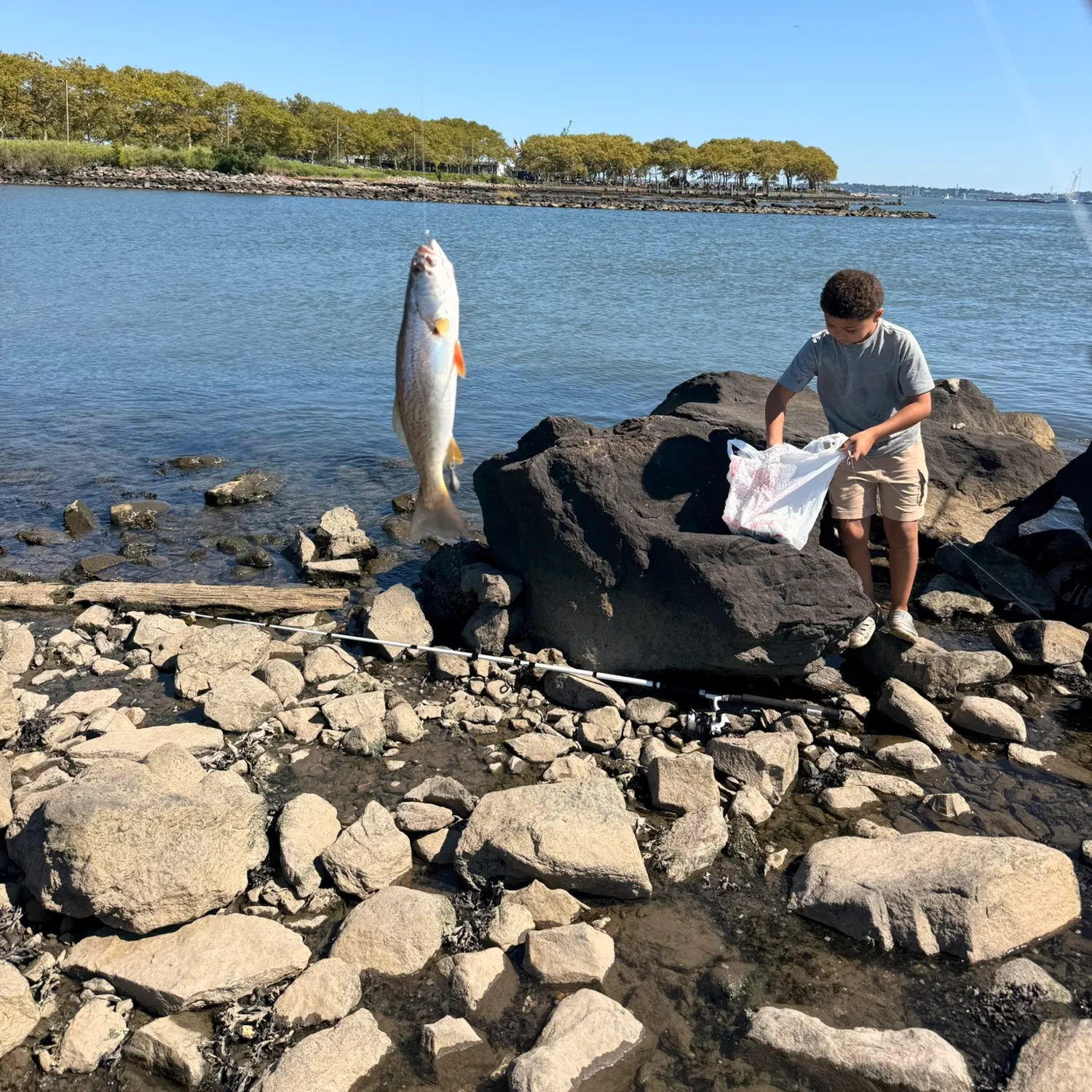 The most recent Gray weakfish catches on Fishbrain
