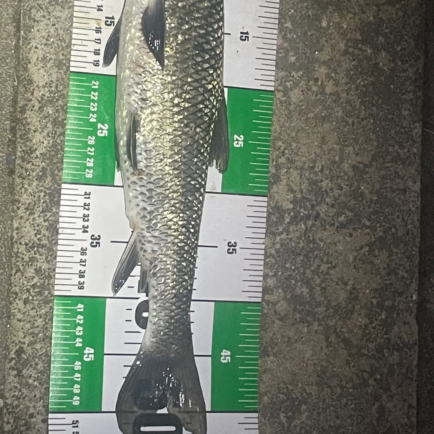 The most recent Barbel steed catches on Fishbrain