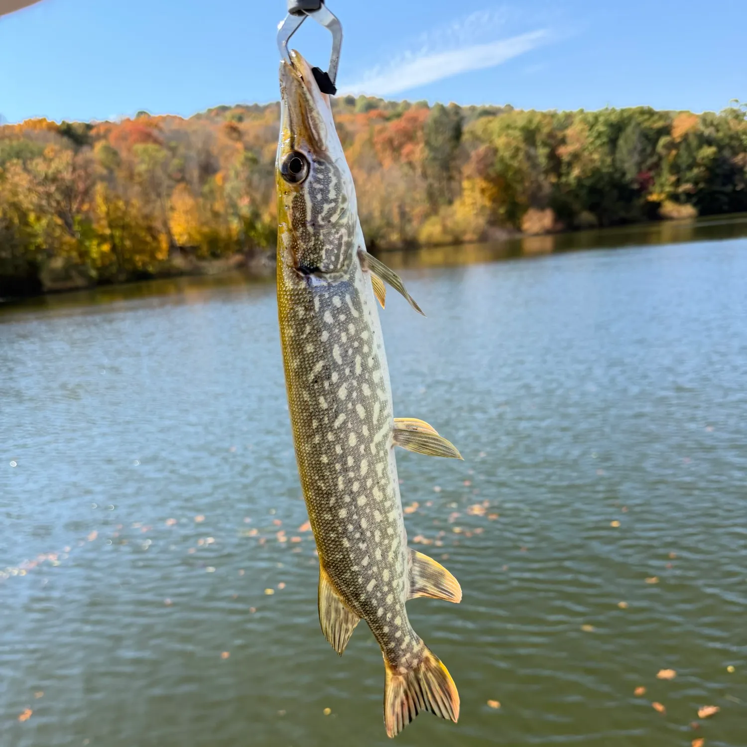 Northern pike caught on Fishbrain