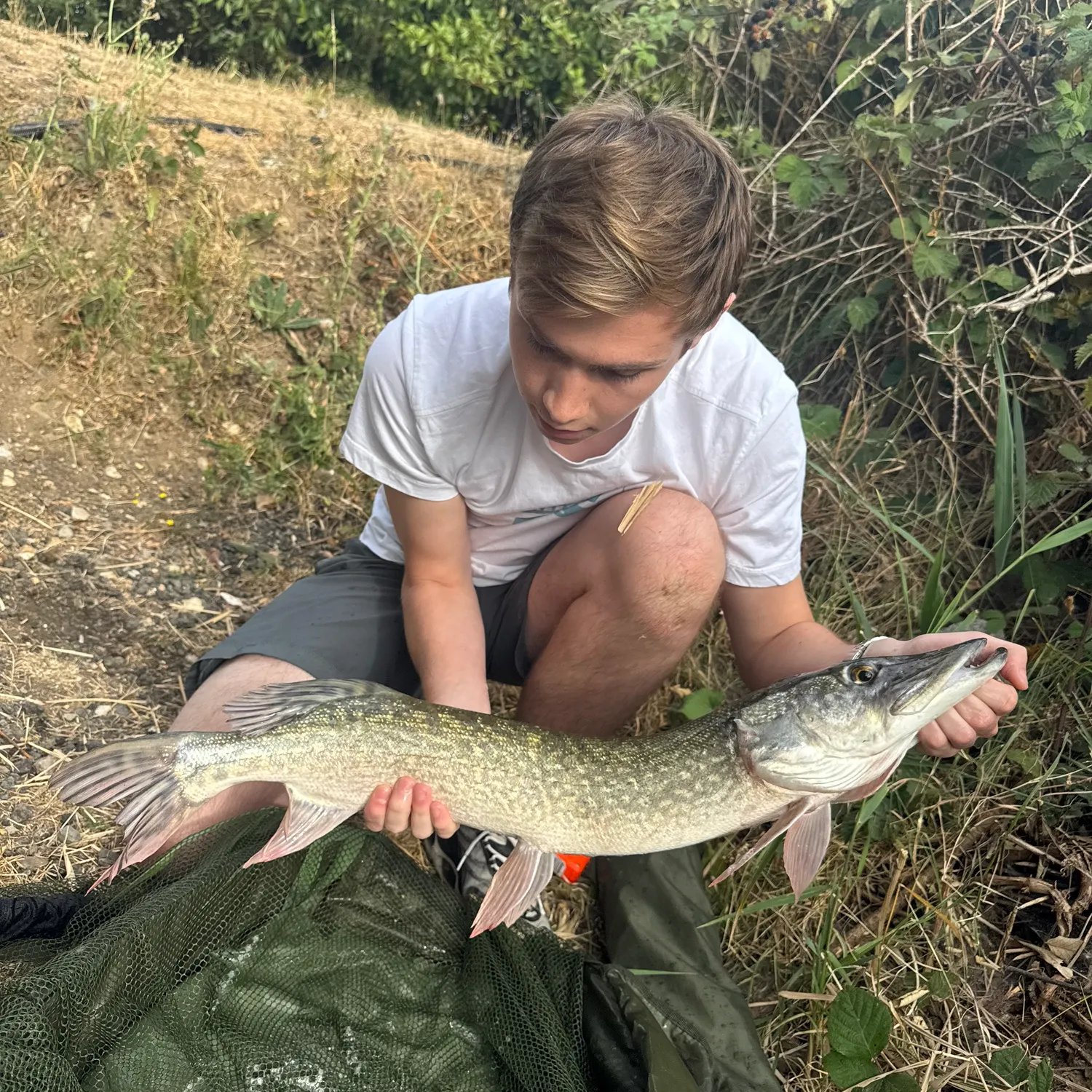 Northern pike caught on Fishbrain