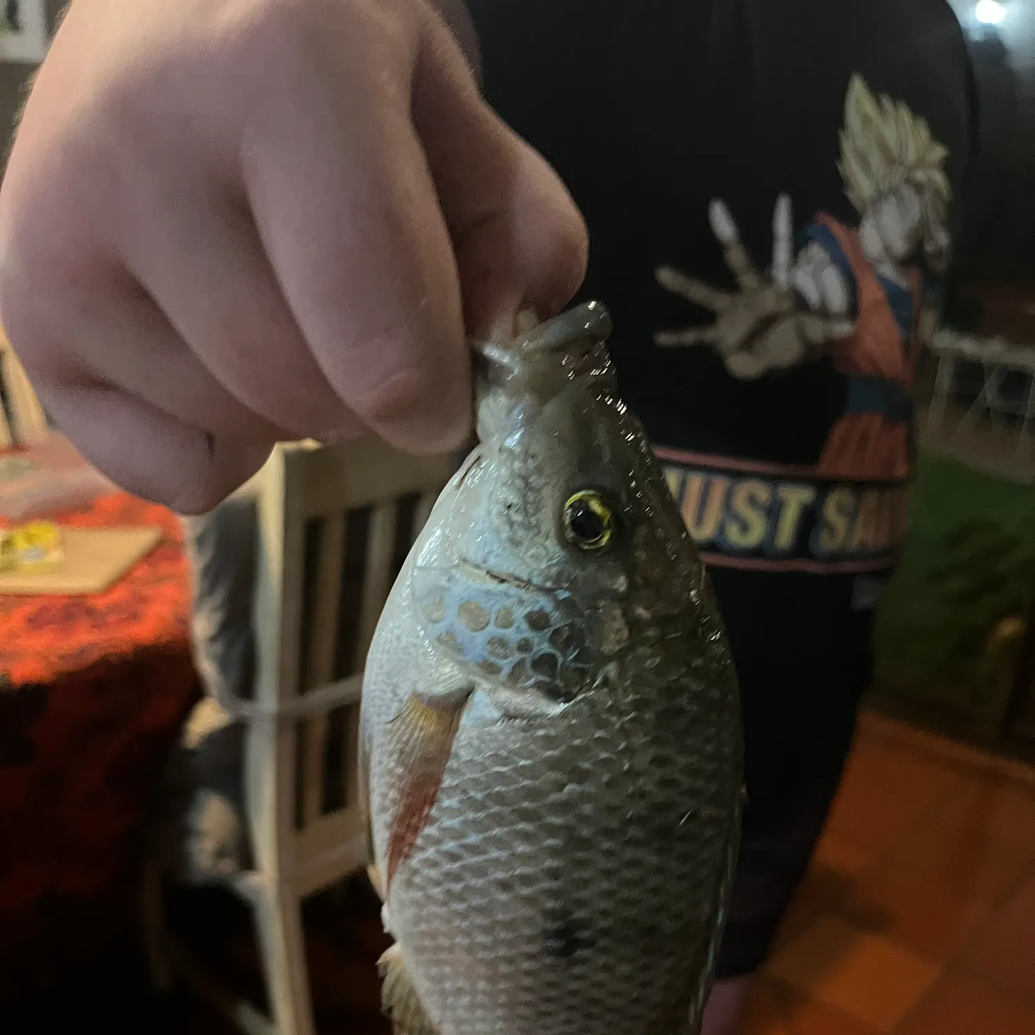 The most recent Nile tilapia catches on Fishbrain