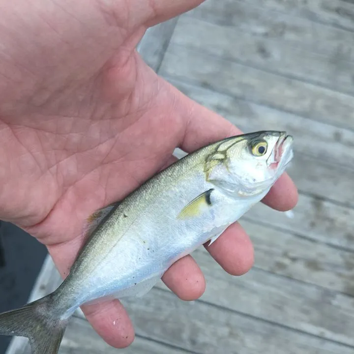 Bluefish caught on Fishbrain