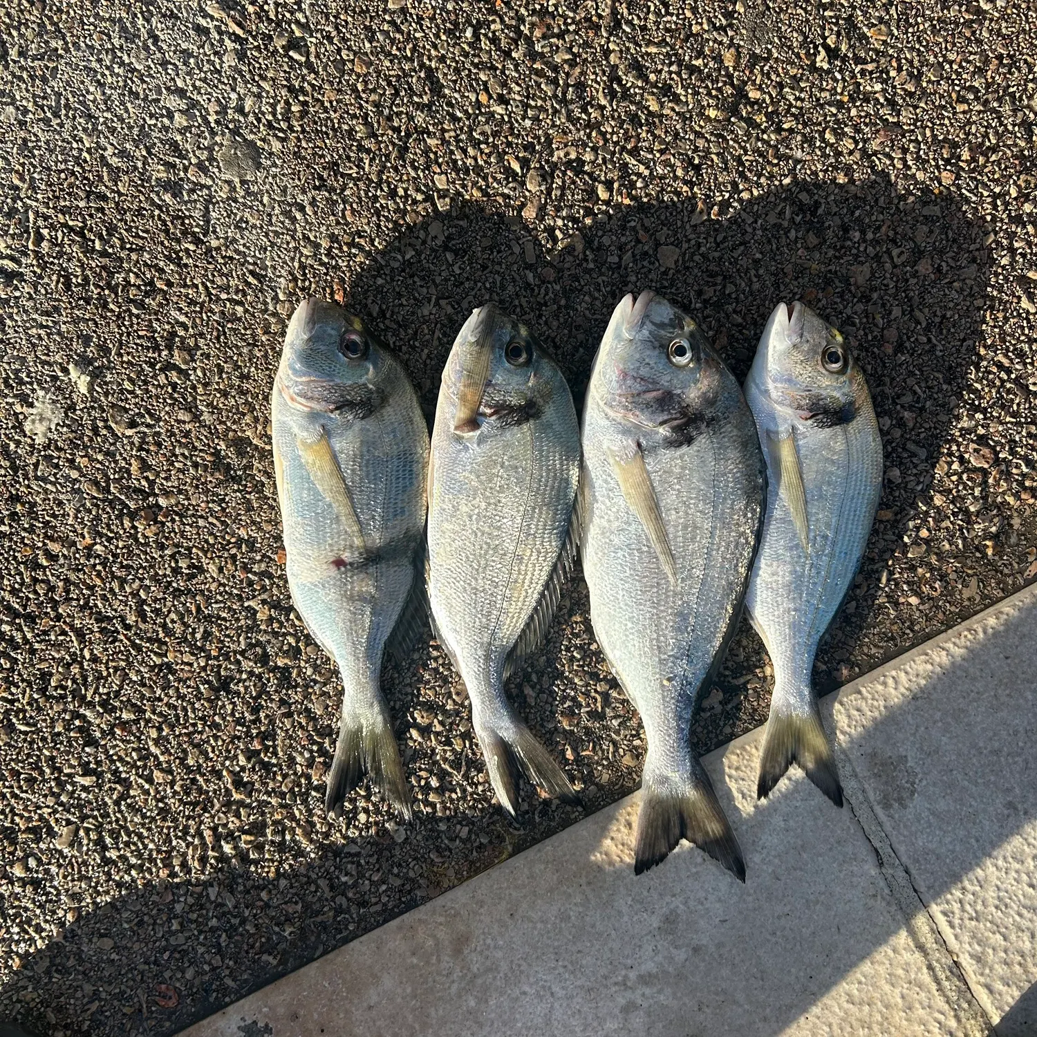 The most recent Gilthead seabream catches on Fishbrain