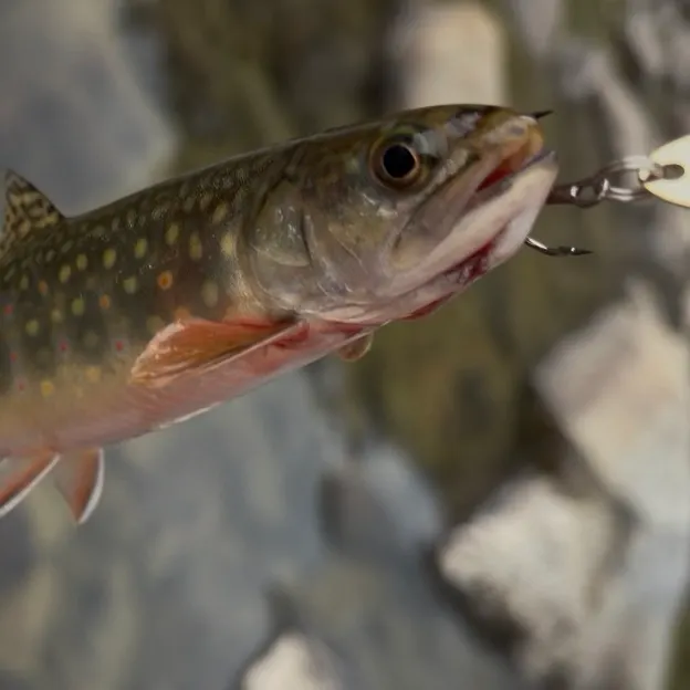 Brook trout caught on Fishbrain