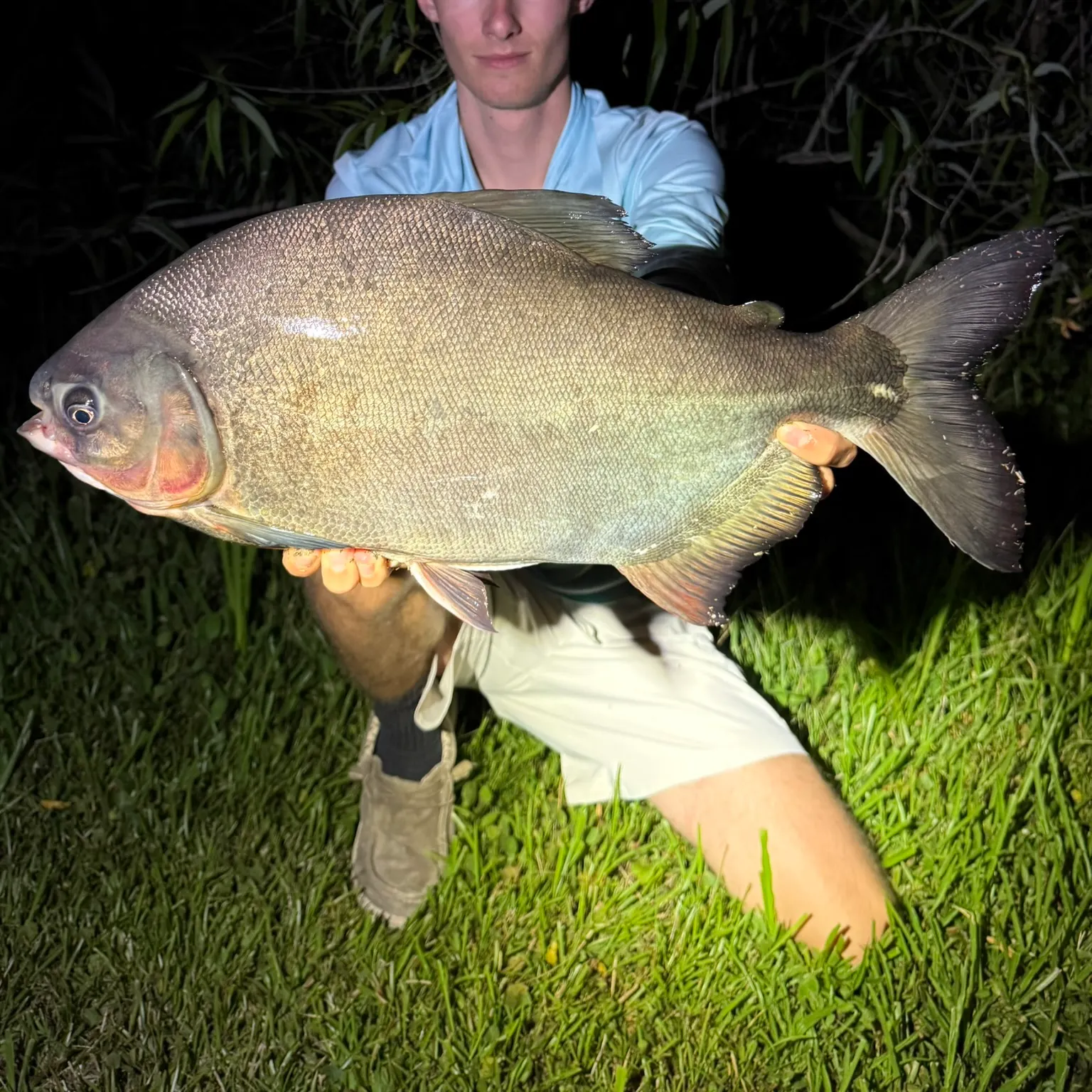 The most recent Red-bellied pacu catches on Fishbrain
