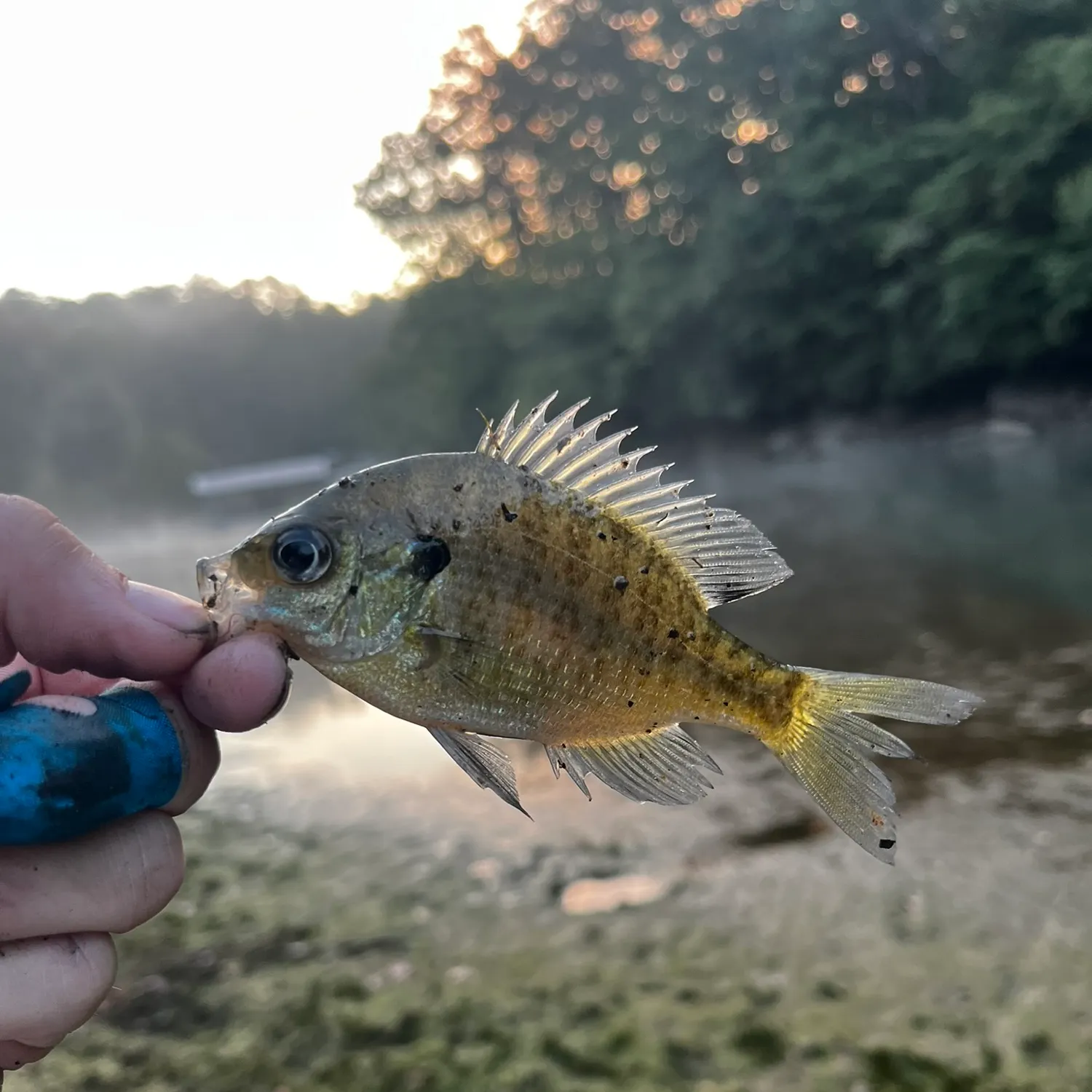 Bluegill caught on Fishbrain