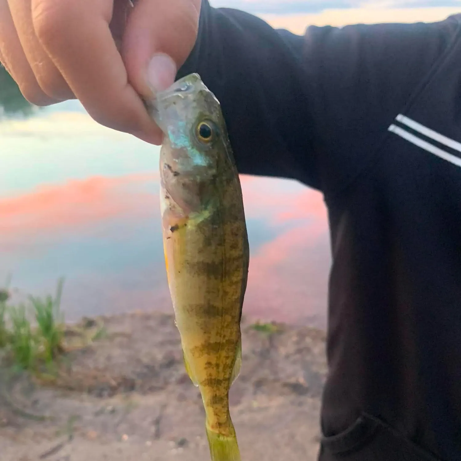 Yellow perch caught on Fishbrain
