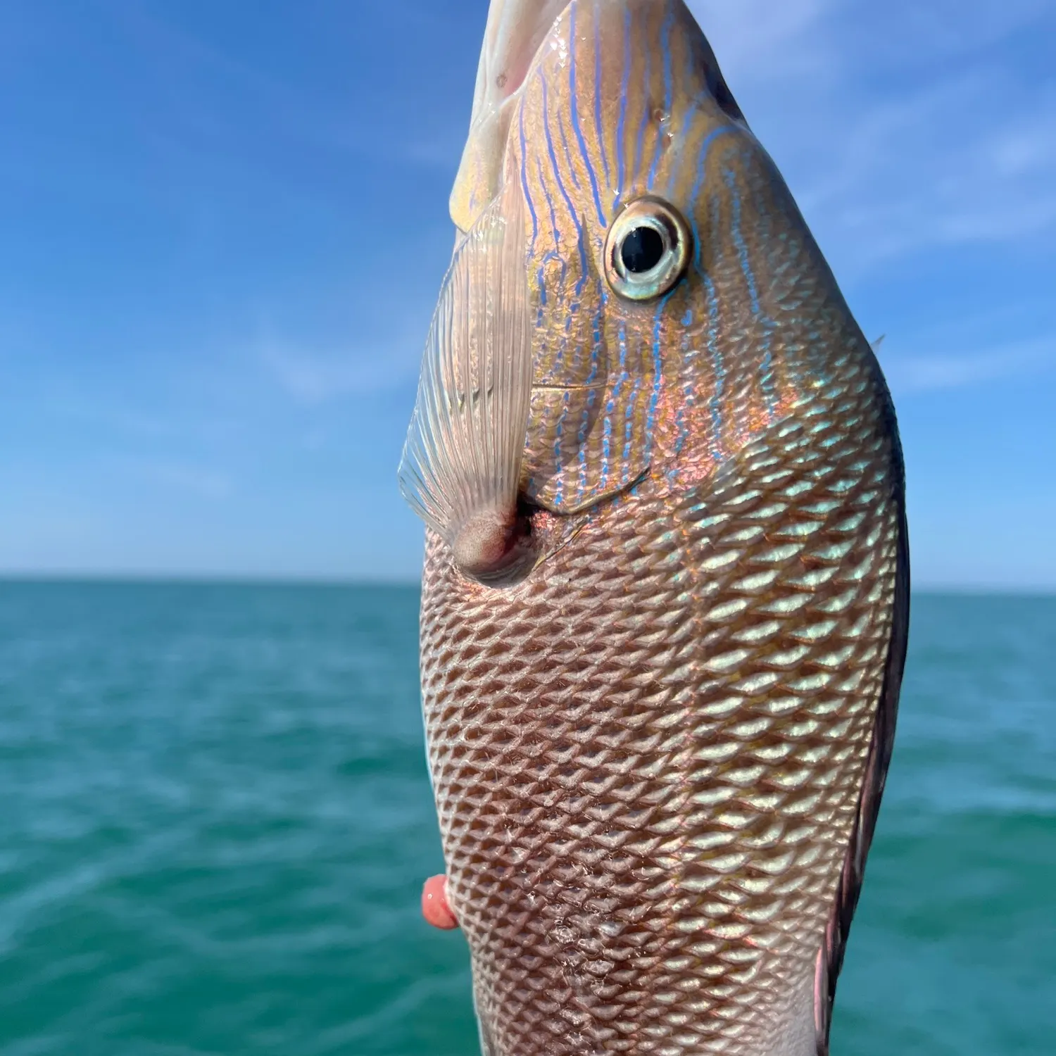 The most recent White grunt catches on Fishbrain