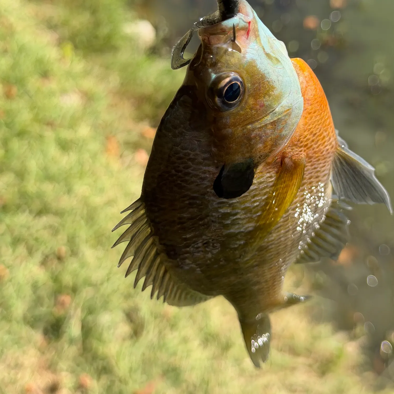 Bluegill caught on Fishbrain