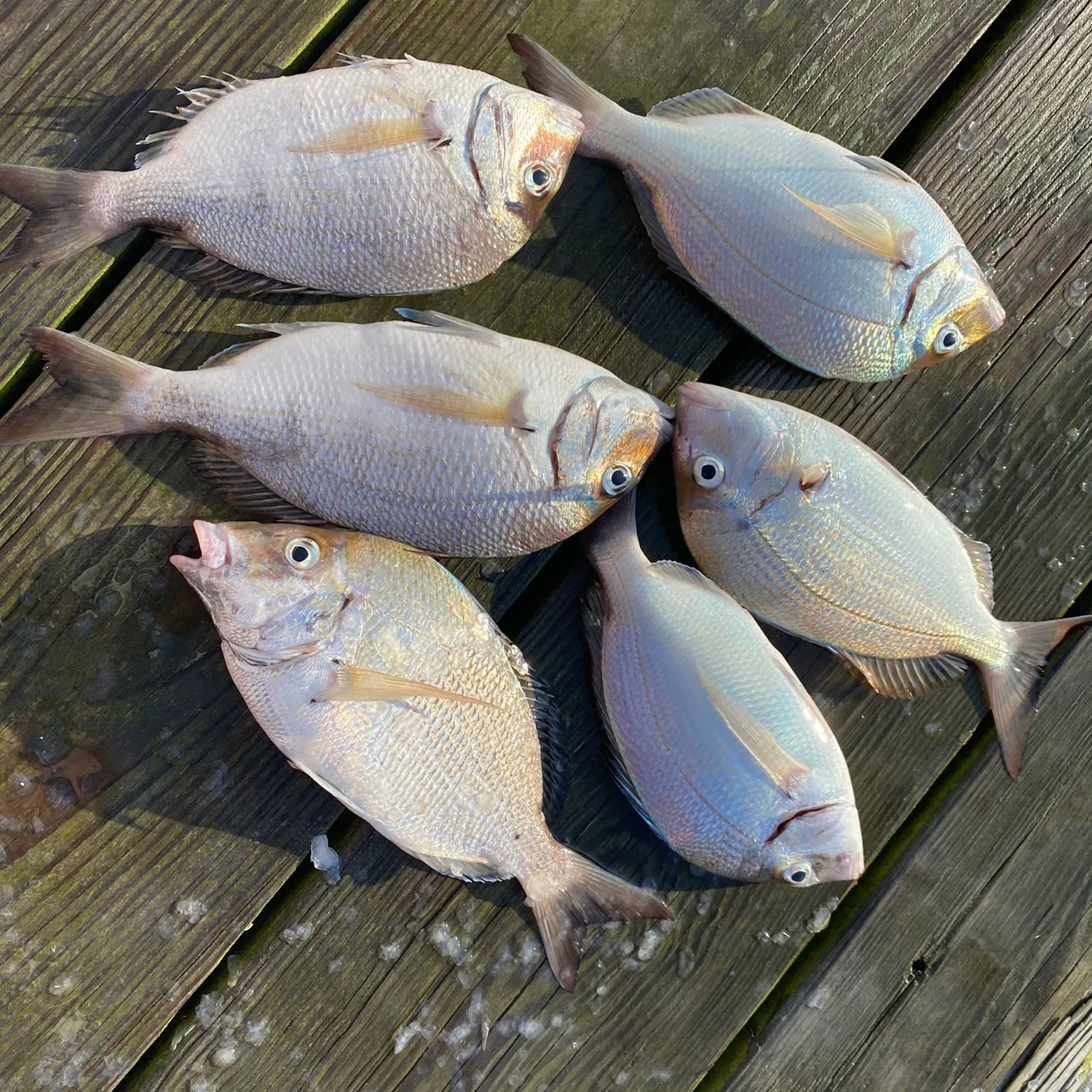 recently logged catches